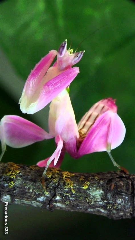 Orchid Mantis Orchid Mantis Orchids Beautiful Bugs