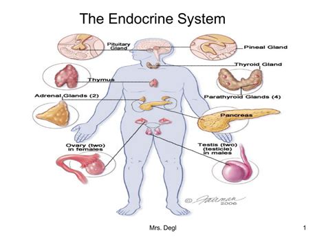 Endocrine Glands Diagram