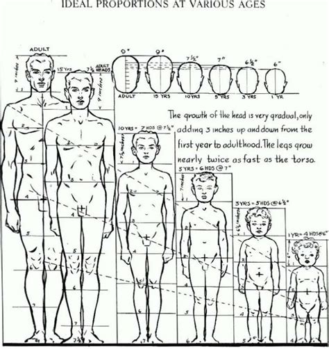 Proportions Of The Human Figure How To Draw The Human Figure In The