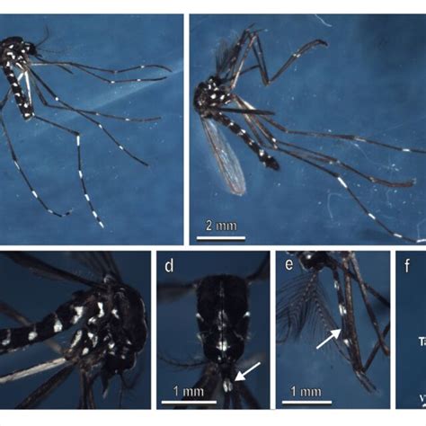 Adults Of Aedes Albopictus Under A Stereomicroscope Female A And