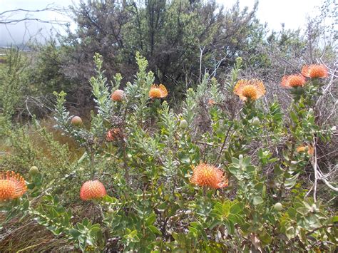 Helene Jørgensen South African Flowers Fragrant South African