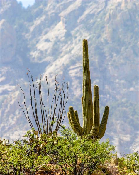 Love The Sonoran Desert Cactus Plants Sonoran Desert Plants