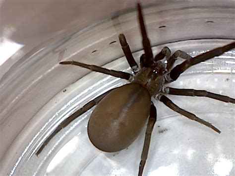Kukulcania Hibernalis Southern House Spider Foothill Sierra Pest Control