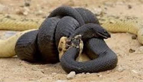 Watch for the webs, as they are very strong and will often be an indicator to you that a black widow is nearby. Can King cobra snake kill python? in 2020 | Snake photos ...