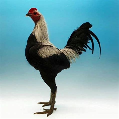 Asian Chicken Breeds Nude Gallery Telegraph