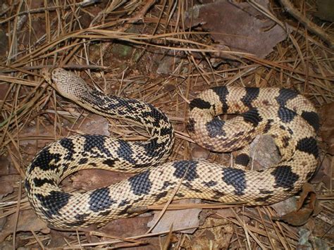 Northern Pine Snake