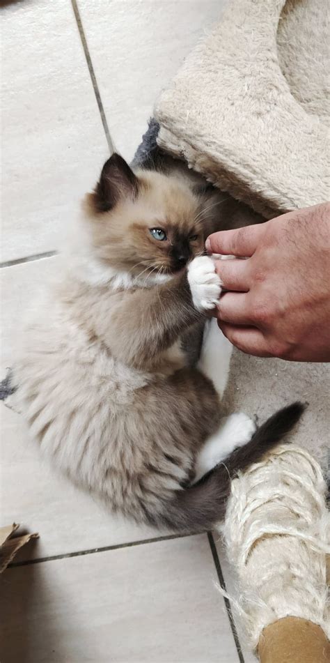 Mr Shelby Ragdoll Kitten Of The Month Floppycats