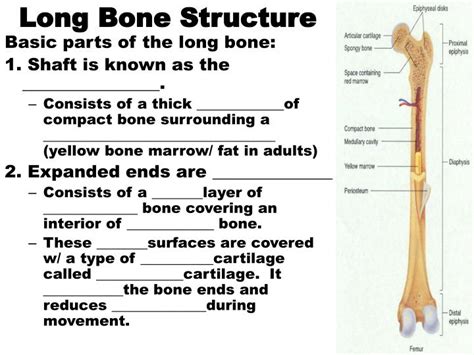 Ppt Long Bone Structure Powerpoint Presentation Free Download Id