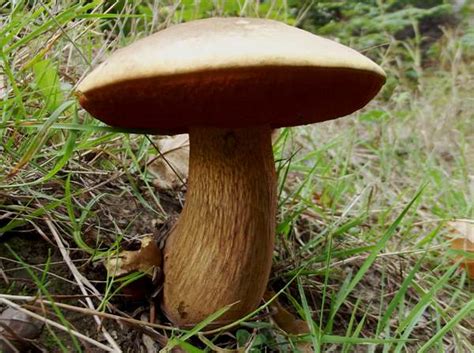 Suillellus Luridus Lurid Bolete Mushroom