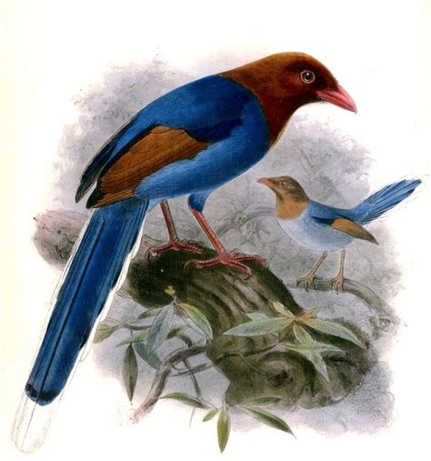 Sri Lanka Blue Magpie Urocissa Ornata Jgke63891