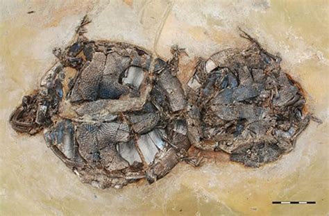 死了都要爱：德国发现4700万年龟交配化石图 搜狐滚动