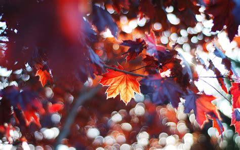 Autumn Leaves Red Maple Leaves Wallpaper Nature And Landscape