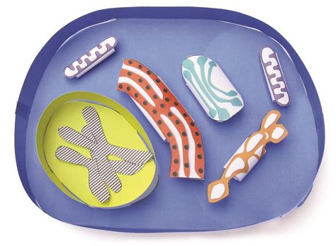 Cell division allows for growth and replacement of dead cells. Simple Animal Cell—NewPath Science 3-D Model Kit