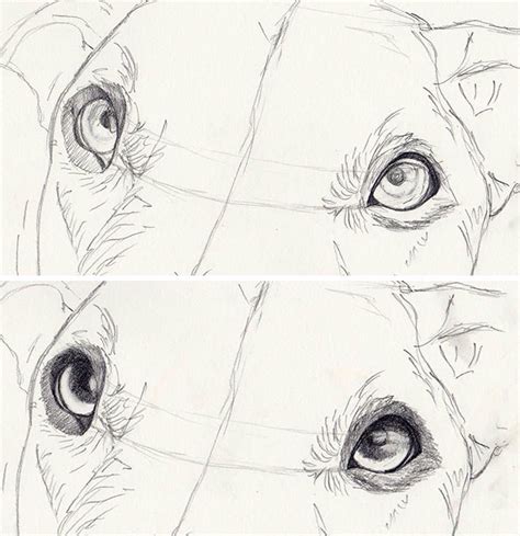 Drawing A Realistic Dogs Starts With Lifelike Eyes Eyes Get A Step By