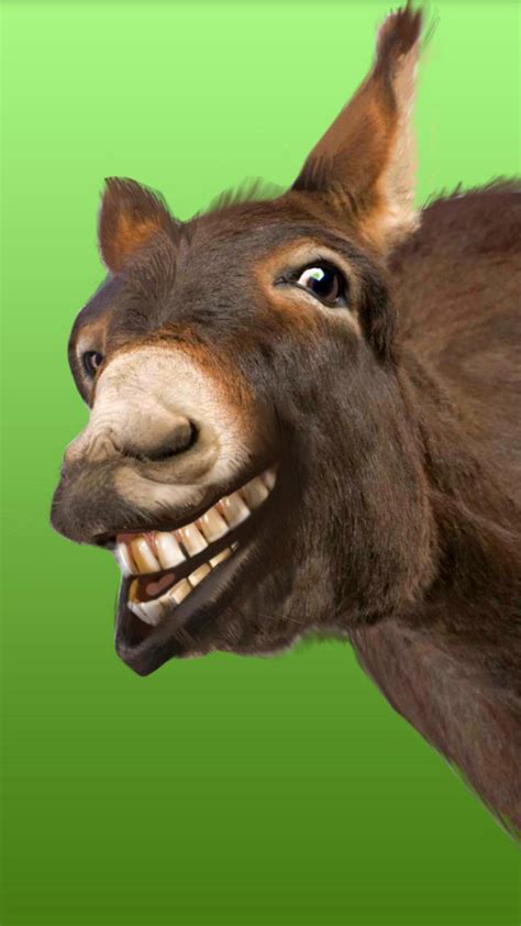 Funny Donkey Laughing Images Goimages Watch