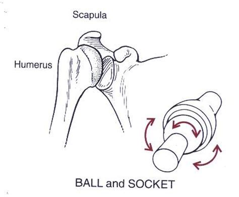 The top of the femur shape like a ball called femoral head that fits into a. Pictures Of Ball And Socket Joint
