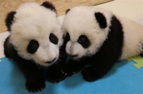 Genders Of Toronto Zoos Twin Pandas Revealed Lead Stories