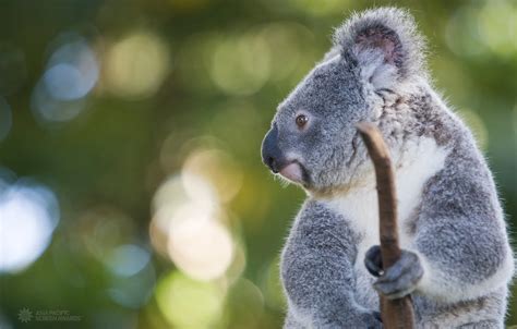 Koala Wallpapers Pets Cute And Docile