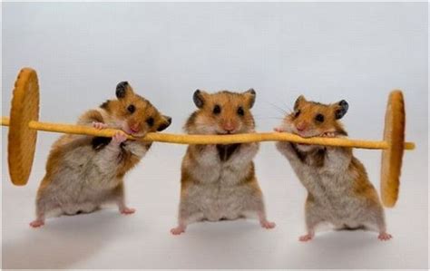 Life Of Hamsters 10 Pics