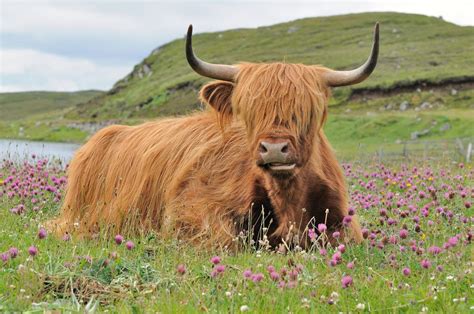 A Highland Cow Heilan Coo Doune Braes Hotel Isle Of Lewis Scotland