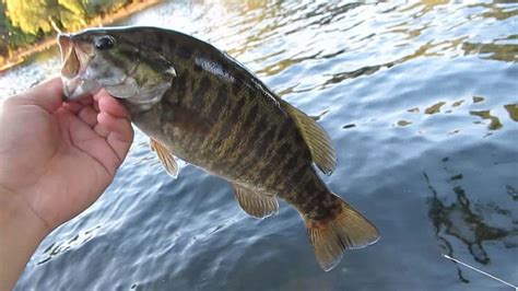 Catching Beautiful Smallmouth Bass With Youtube