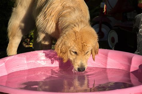 Most puppies just need to drink their mother's milk. The Importance of Water for Our Pets: How much, Cats & Dogs