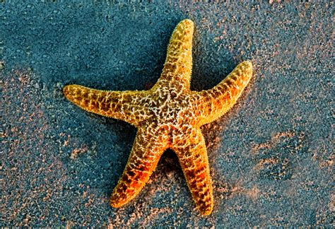 Common Starfish May Not Survive Extreme Ocean Conditions •