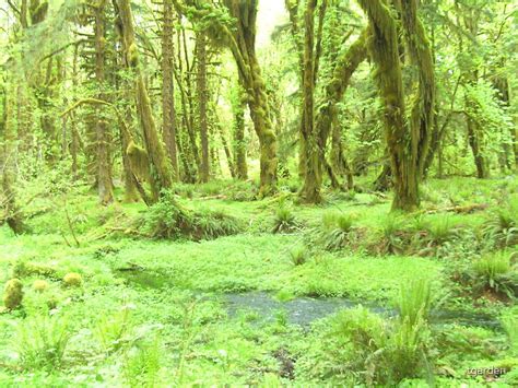 Old Growth Forest In Washington State By Tgarden Redbubble