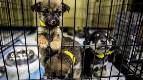 Humane Society Rescues 62 Puppies