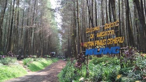 Hutan Desa Setianegara 10 Wisata Hutan Di Jawa Timur Yang Seru Untuk
