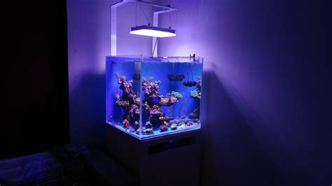 Beautiful Nano Reef Tank Display From Greece Under Atlantik Compact Orphek