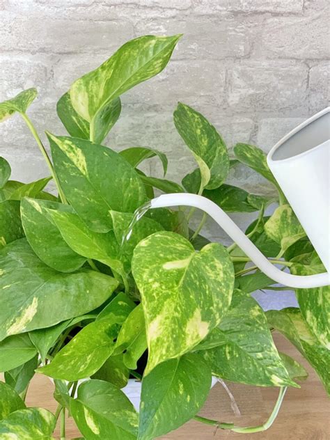 How Often Should I Water A Pothos Plant Made Simple Celebrated Nest