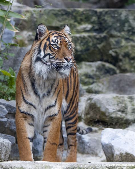 Sumatran Tigress Zoo Maubeuge Mandenno Photography Flickr