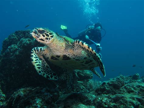 Scuba Diving Costa Rica Elemento Natural