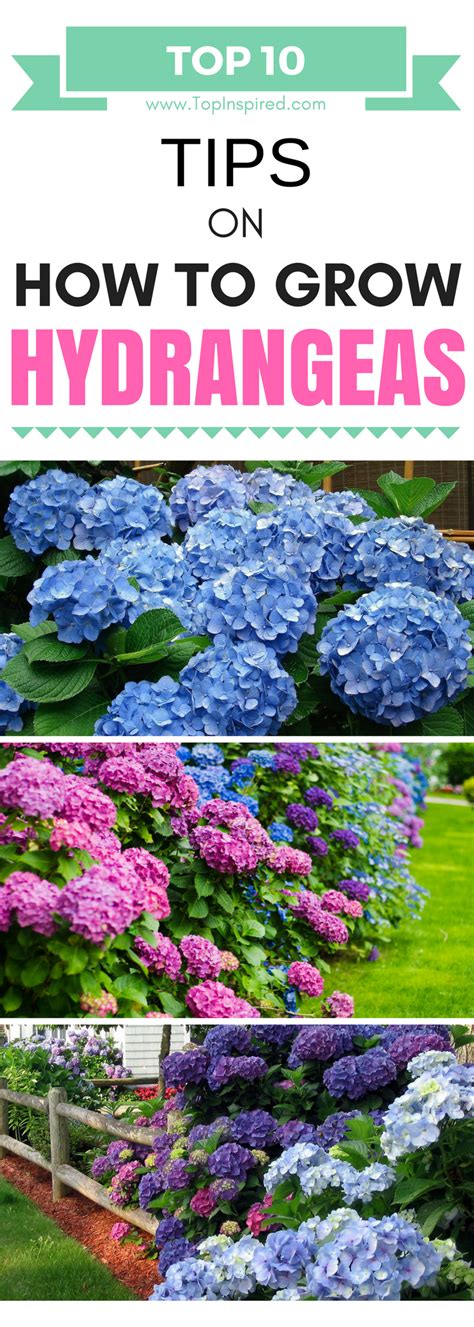 Top 10 Tips On How To Plant Grow And Care For Hydrangeas Planting