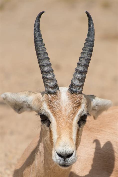 Antelope Portrait Stock Image Image Of Background Animal 33198579
