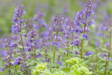 12 Plants That Repel Mosquitoes