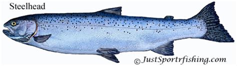 These salmon shark pictures are available as commercial files or as archival prints. Steelhead information