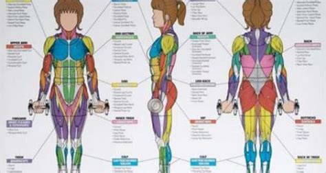 Best Exercises Targeting Each Muscle Group With Images Exercise