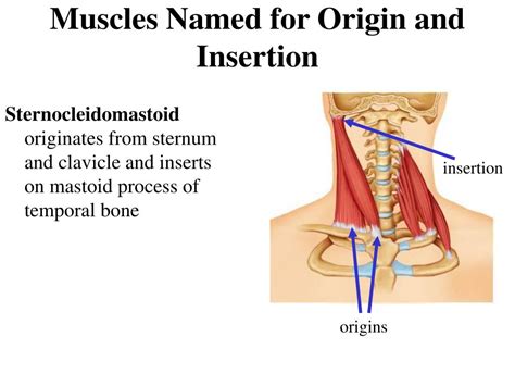 From the sides and the back of the neck, the similar to the erector spinae muscles, the semispinalis muscles in this group are named for the areas of the body with which they are associated. PPT - A&P The Muscular System Physiology, Naming ...