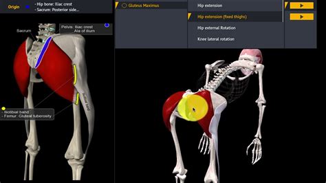 Functie Van De M Gluteus Maximus Youtube