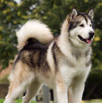 Though alusky has good traits like any other loyal dog, it also has a mischievous side that comes out when they don't get the attention and proper exercise. The 25+ best Husky wolf mix ideas on Pinterest | Malamute ...
