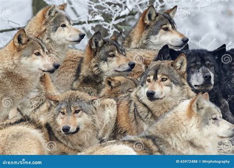 A Pack Of Wolves Stock Photo Image Of Frost Wolf Canis 65972488