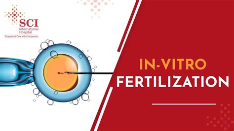 What Is In Vitro Fertilization Ivf Explained By Dr Shivani Sachdev