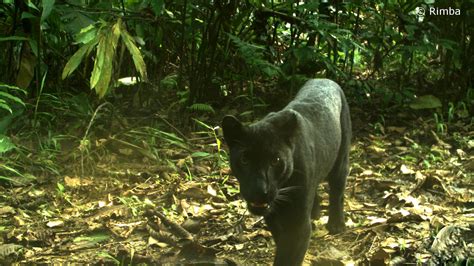 Into The Heart Of The Jungle Tracking The Black Panthers Of Malaysia