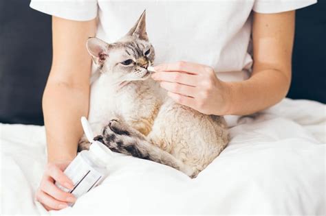 How To Treat A Sick Cat Without Going To The Vet