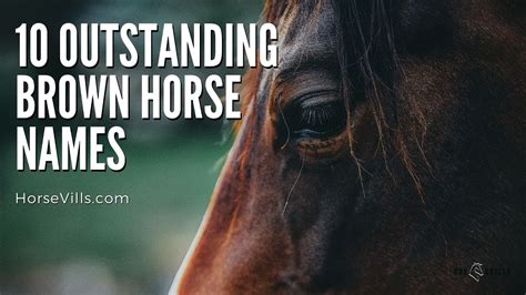 10 Outstanding Brown Horse Names Youtube