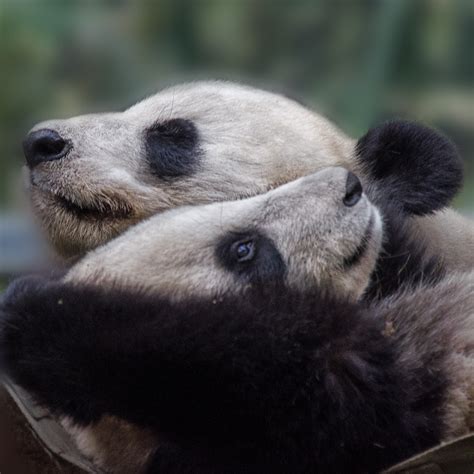 Mother And Child Panda Bears At San Diego Zoo Elizabeth Haslam Flickr