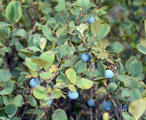 Vaccinium Uliginosum Landscape Plants Oregon State University