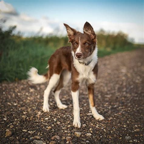 14 Signs You Are A Crazy Border Collie Person The Dogman